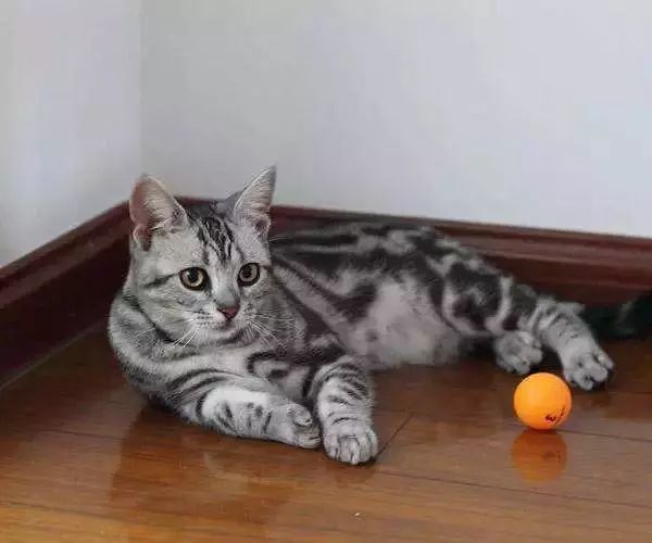 哈哈哈哈哈哈哈哈这届猫奴的智商有点高！