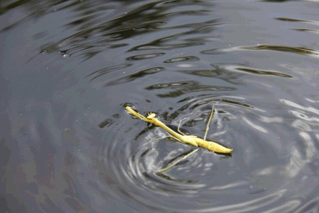 中国的铁线虫是入侵物种吗,铁线虫入侵是真实事件吗