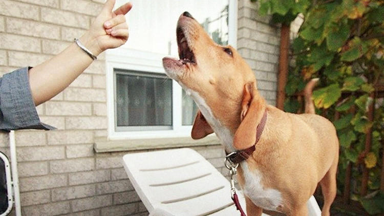 训狗最佳时期几个月,训狗14个基本知识