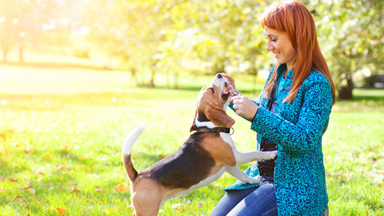 训狗最佳时期几个月,训狗14个基本知识