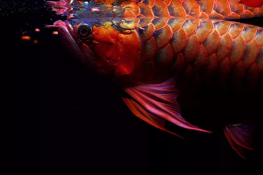 龙鱼怎么鉴别,龙鱼的特征都有哪些