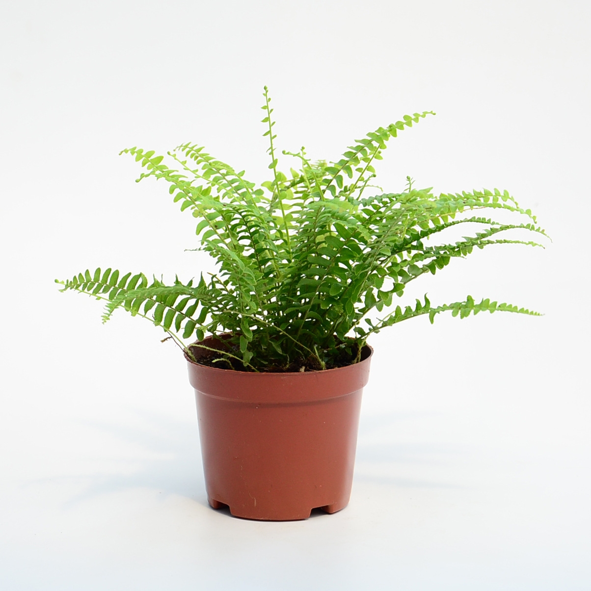 厨房必备吸油烟植物有哪些,吸油烟的植物排名