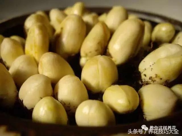 盆栽花生的变化,最好看的盆栽花生