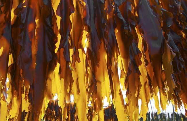 中药材昆布与昆布区别,中药材昆布可以食用吗