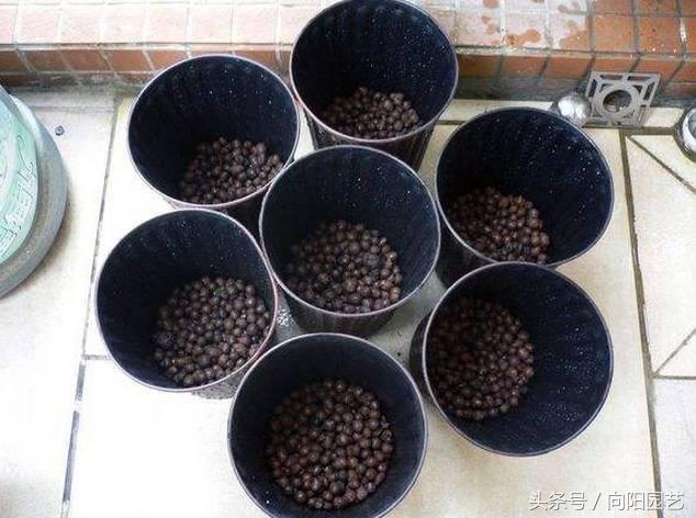 养花首先要养土,养花先养根合理的配土很重要