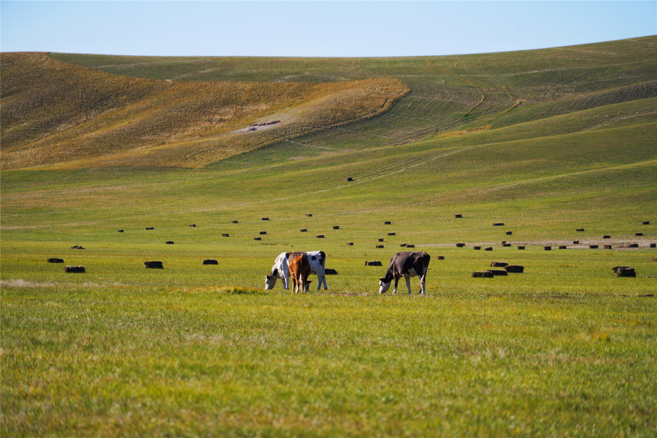 锡林郭勒大草原冬天旅游攻略,锡林郭勒大草原旅游攻略全部