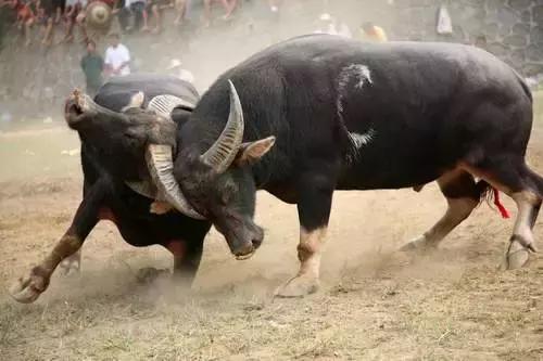 带大家看贵州少数民族风情,带你认识贵州少数民族