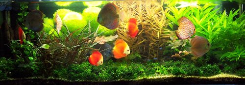 鱼缸外壁有水碱痕迹清洗方法,清洗鱼缸青苔的妙招