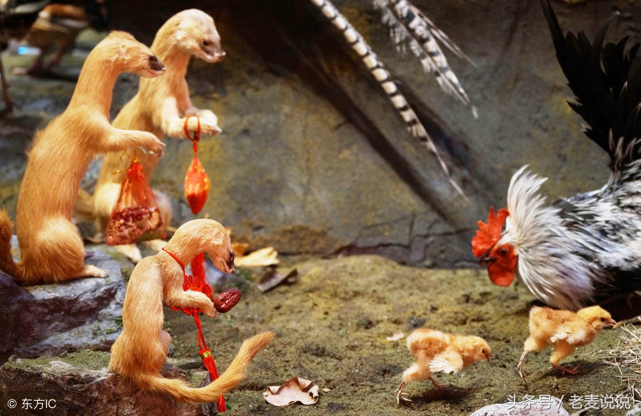 老麦讲出马全集,老麦说出马