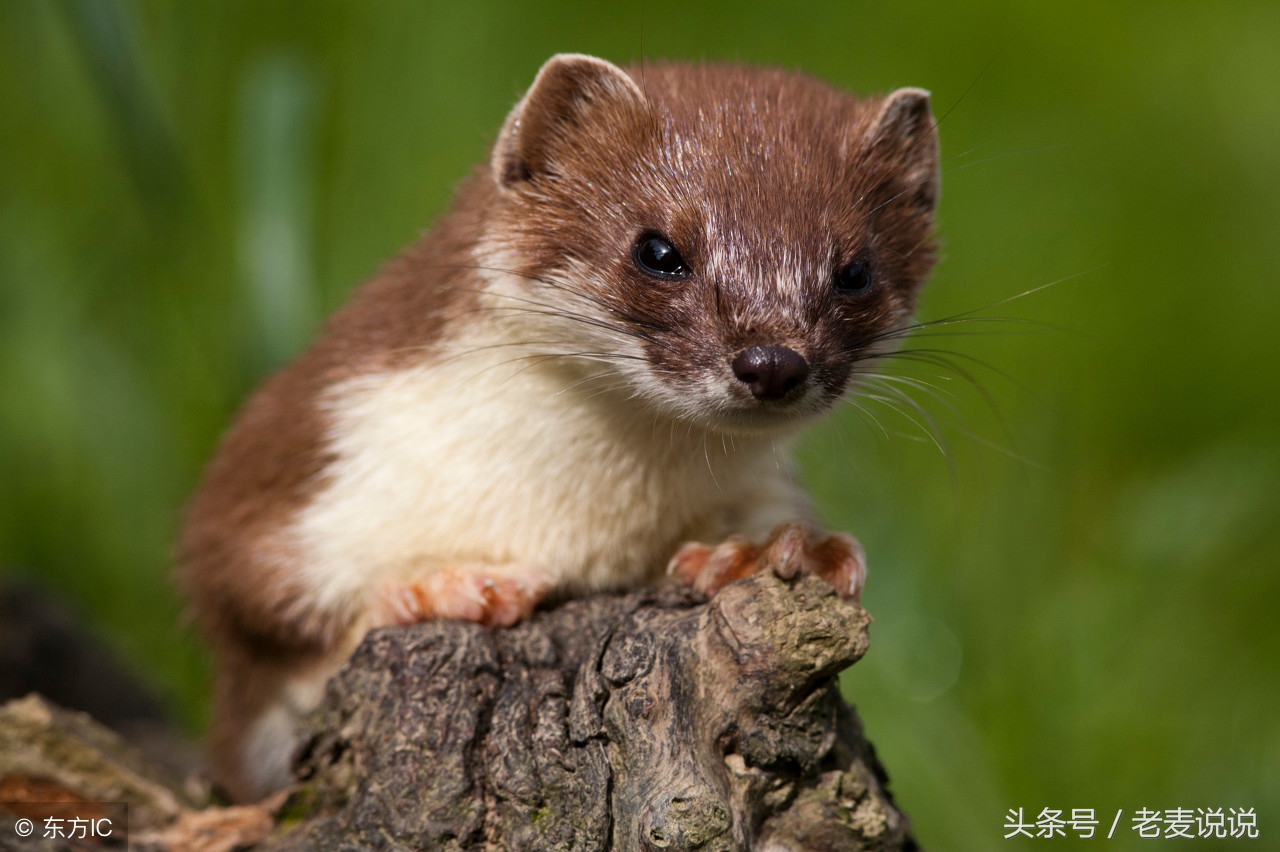 老麦讲出马全集,老麦说出马