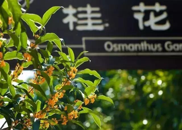 赏桂好去处,金秋赏桂好去处