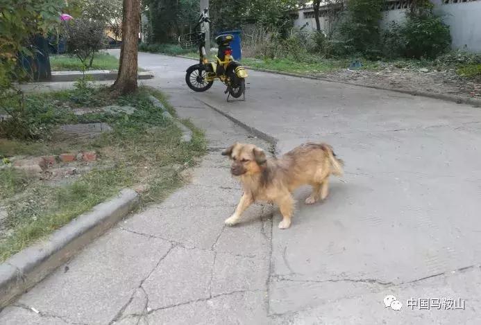 马鞍山城市禁止养这30类犬,马鞍山文明养犬规定