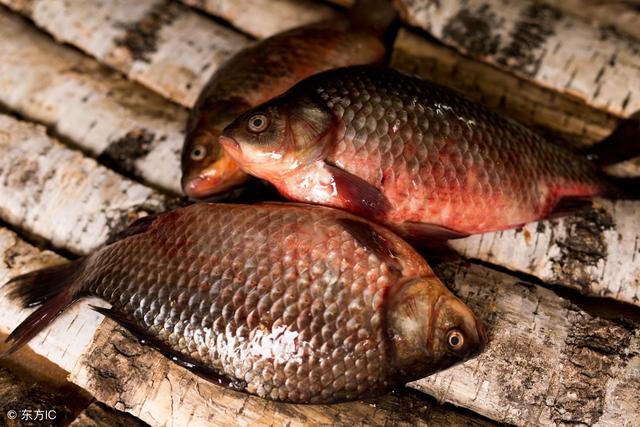 小时候最喜欢去河里抓鱼,记得小时候最喜欢捉鱼
