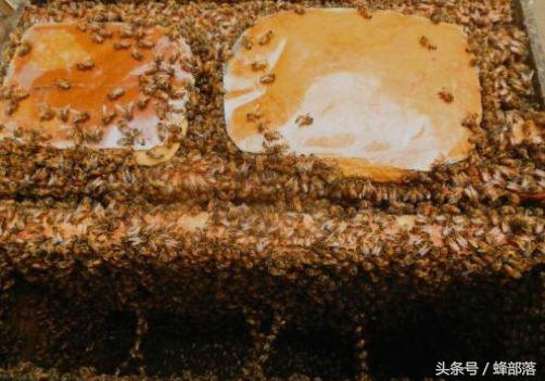 蜜蜂养殖取毒,土养蜜蜂取蜜需要注意什么