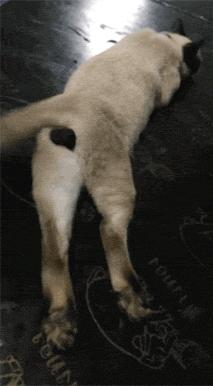 暹罗怎么不变白,暹罗变黑变不回来怎么办