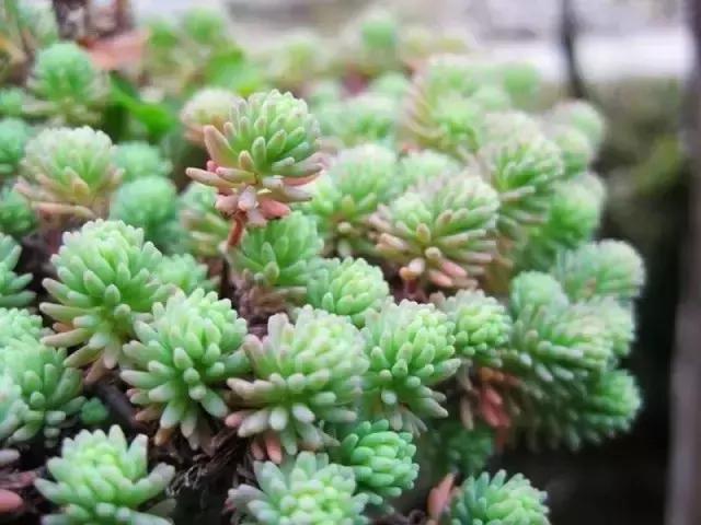 极强的适应能力,超强的适应力