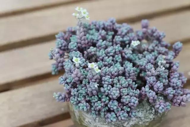 有极强的适应能力,超强适应能力