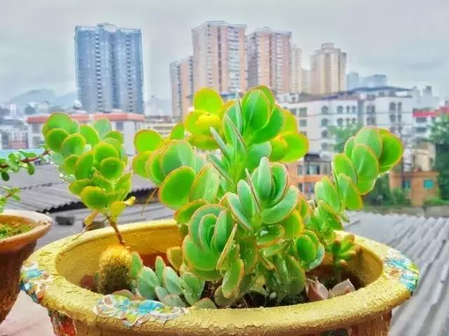 极强的适应能力,超强的适应力