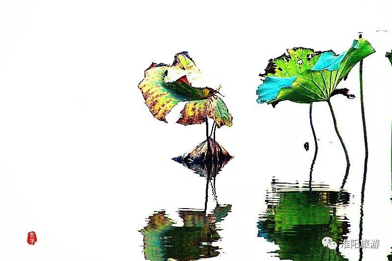 淮阳龙湖荷花盛景照片及描写,淮阳龙湖荷塘