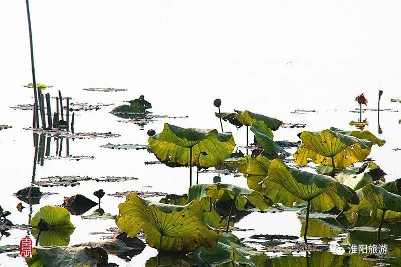 淮阳龙湖荷花盛景照片及描写,淮阳龙湖荷塘