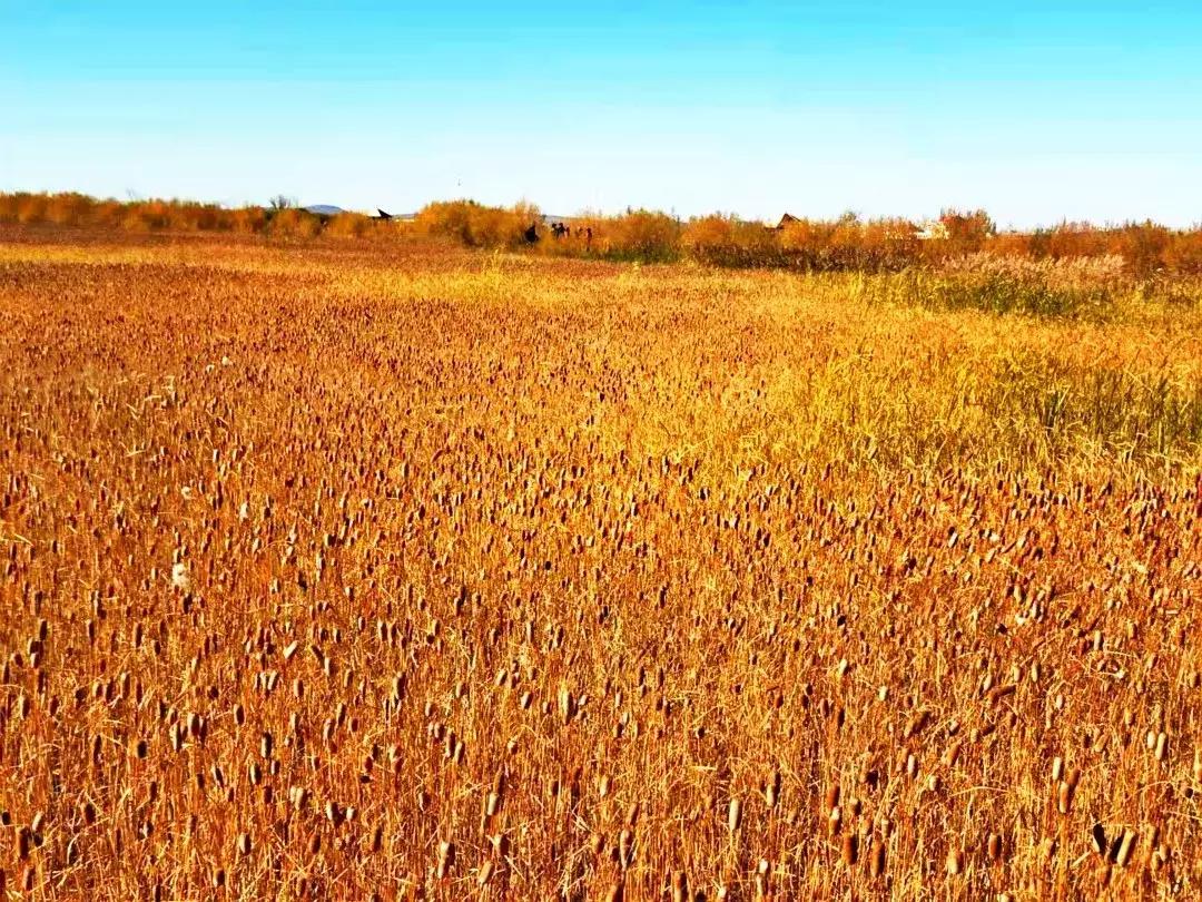 散文深秋的感悟,散文深秋时光