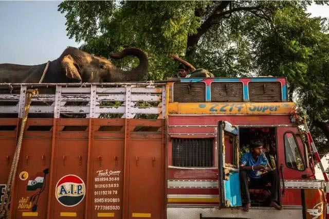 悍虎食人成患，三哥无奈使出绝招：CK男士香水