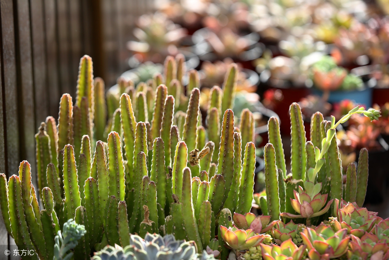 从小白到大神的经历,从小白到大神的成长经历