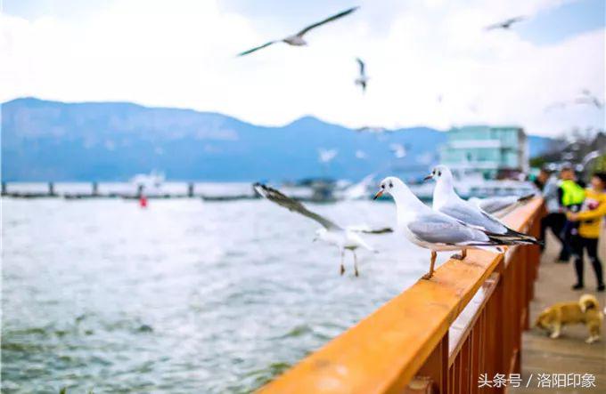 洛阳机场客流,2019年洛阳机场客流