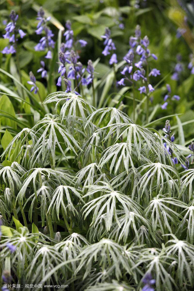 兔儿伞的功效,兔儿伞根图片