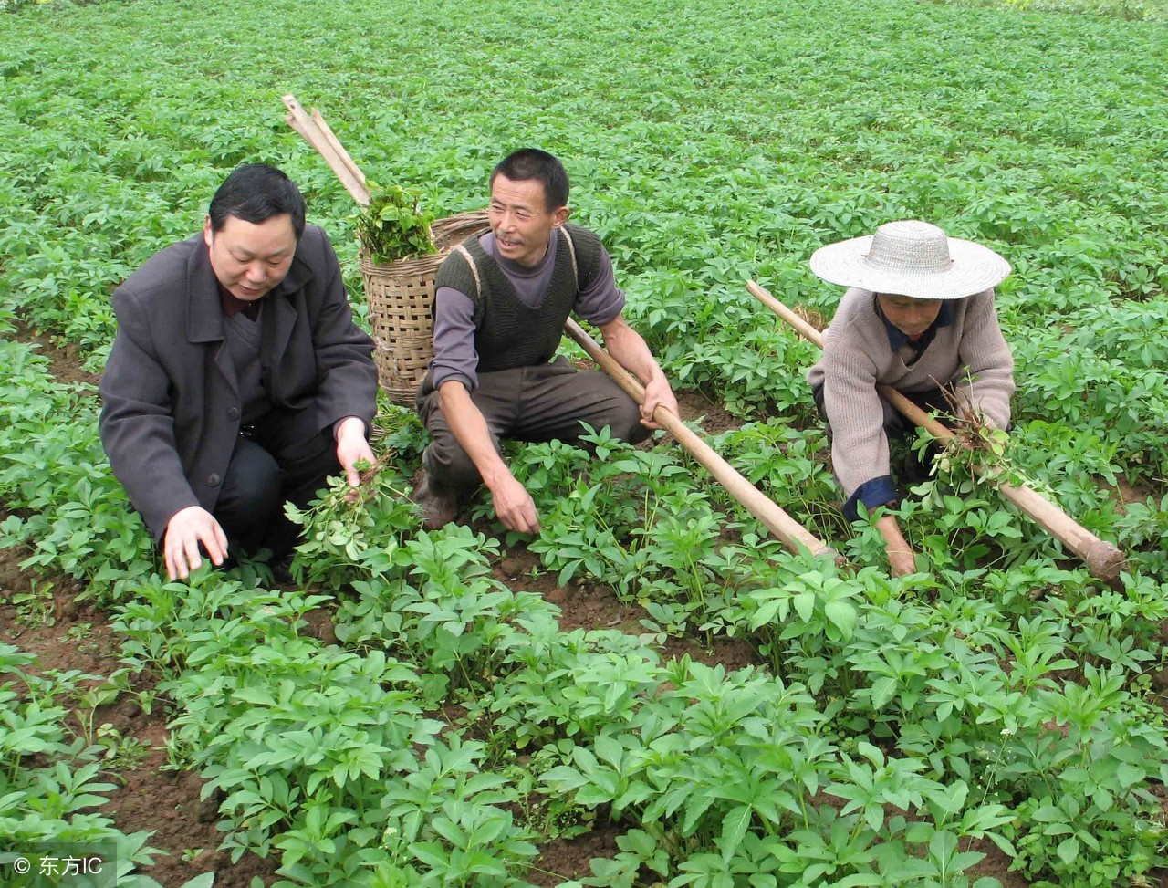 白芷做面霜,白芷中药熬制面霜