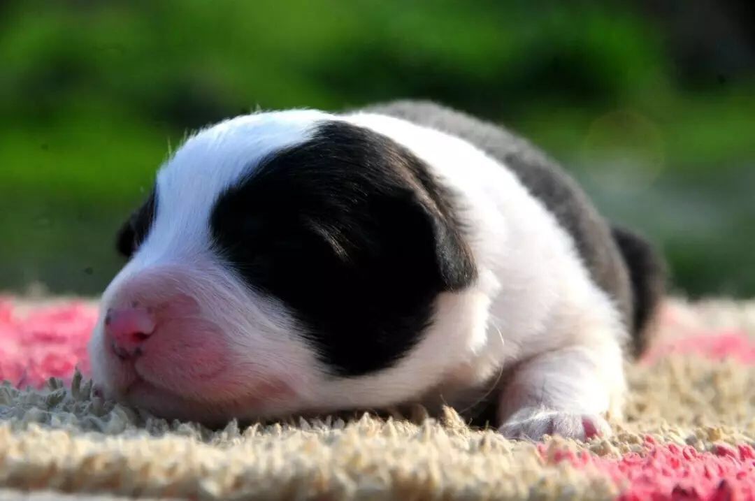 狗狗交配、怀孕……新手麻麻毫无经验怎么办？记住这10点足够了！