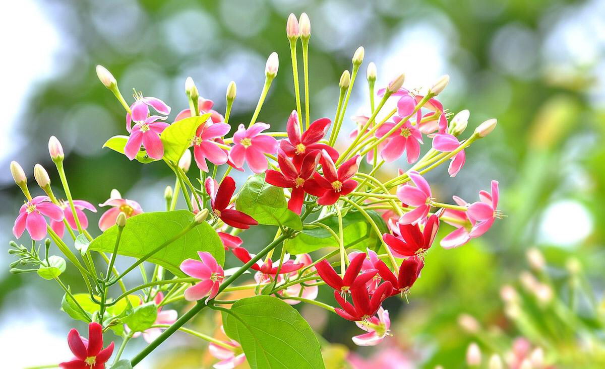 中药材使君子怎么用,使君子是中药材吗