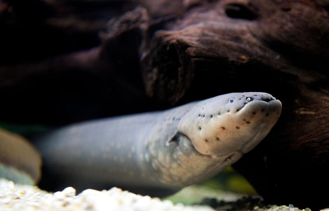 鳄鱼咬了一口电鳗没了,电鳗把鳄鱼电死电鳗还能活吗