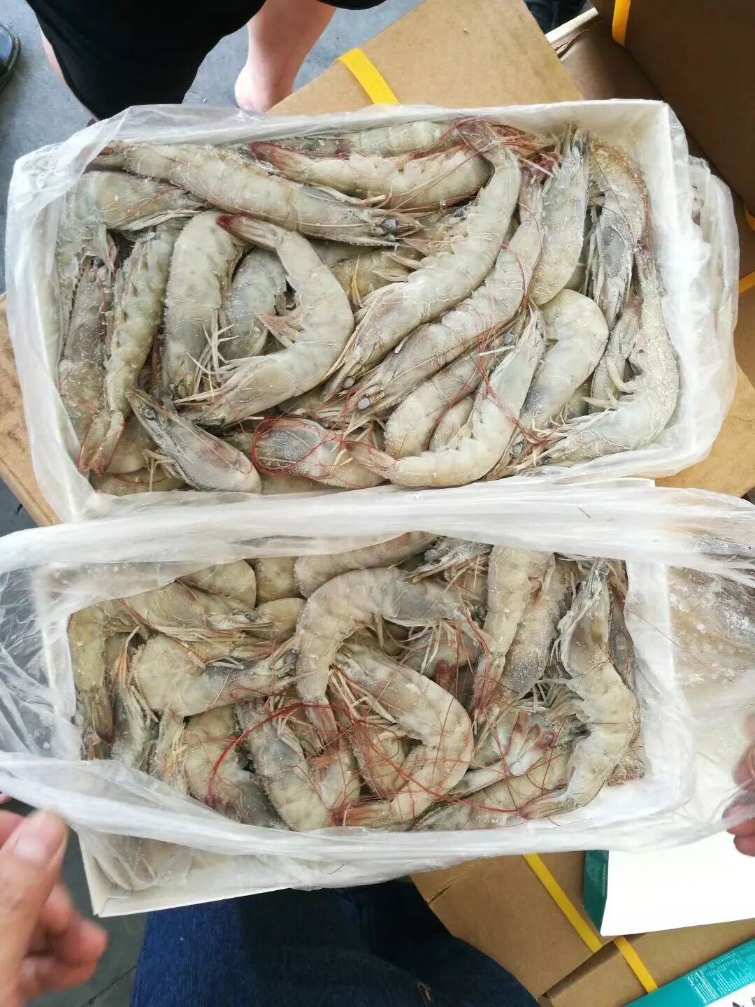 预告｜易采鲜生即将亮相青岛渔博会，招募全国运营商！