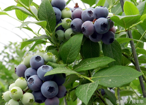 农人创业项目推荐,农人创业创新项目