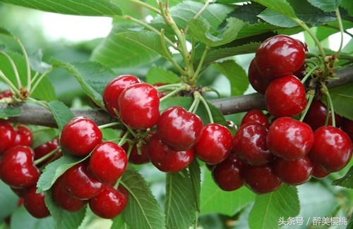 大樱桃黄化病怎么治,大樱桃黄叶病怎么防治