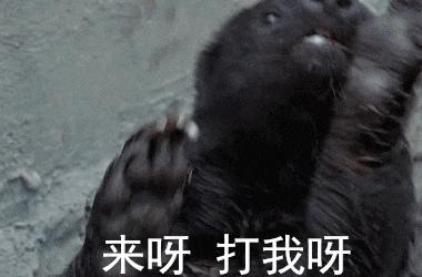 无所畏惧的蜜獾,无所畏惧的蜜獾自然传奇