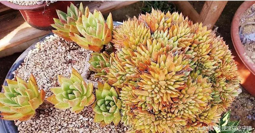 多肉老桩之美,多肉老桩欣赏最新