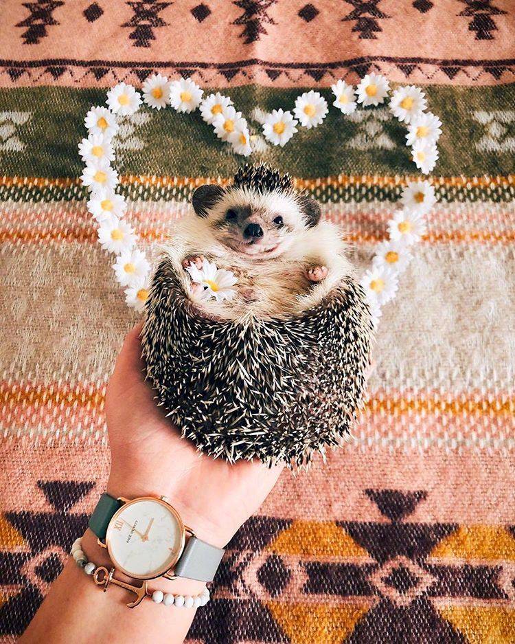 真正的小刺猬的图片,小刺猬图片