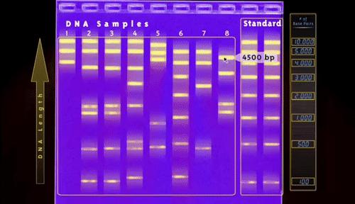 医学插画插图,医学插画sci