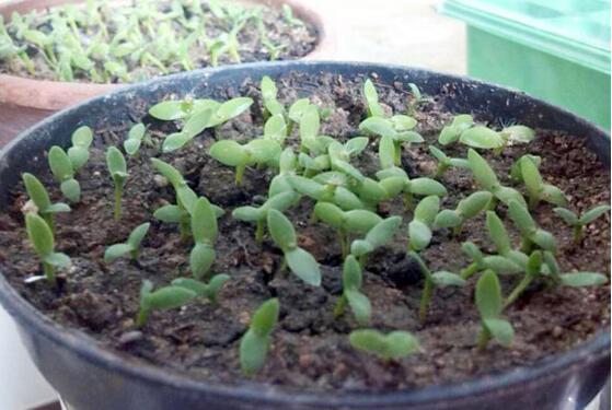 火龙果种子小盆栽怎么养护,火龙果种子放水里泡