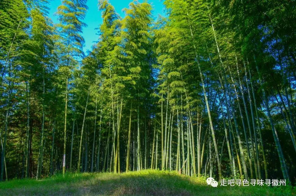 竹海扬波，溪山飞瀑｜心花开放在幽篁里