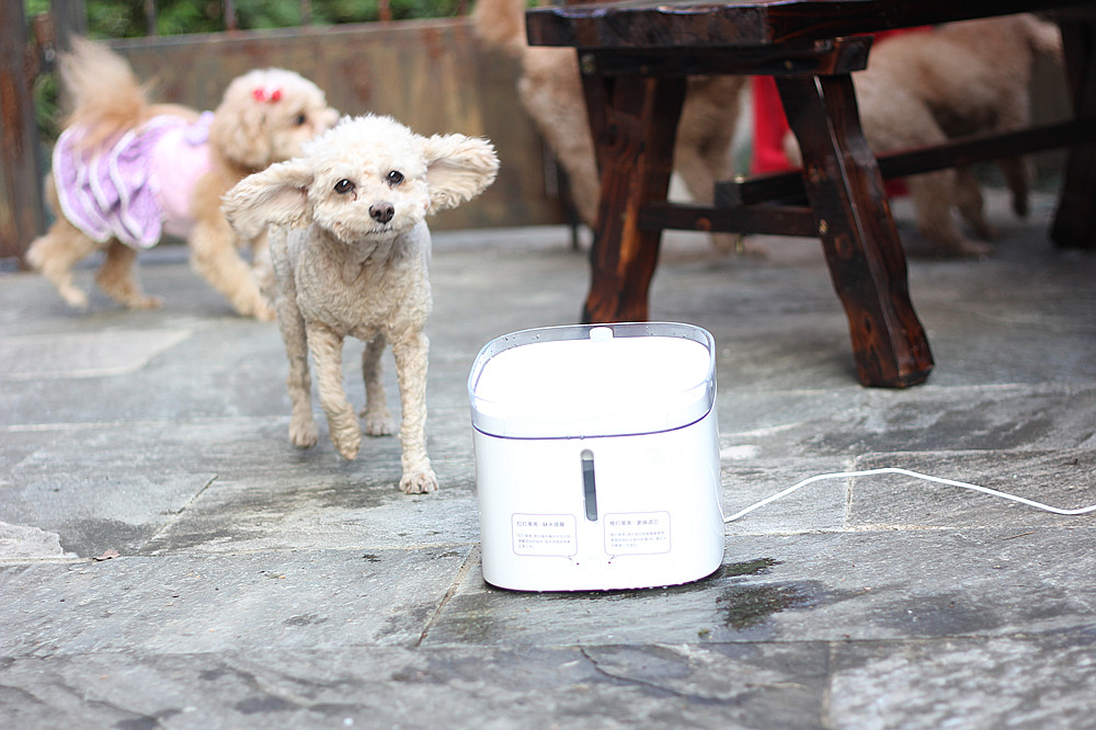 宠物饮水机大容量猫咪自动喂水器,宠物猫咪饮水机推荐