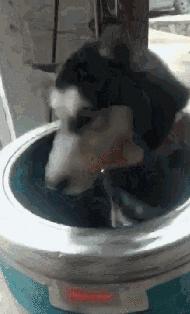 20秒转狗40圈！这家网红店，求求你放过狗吧！