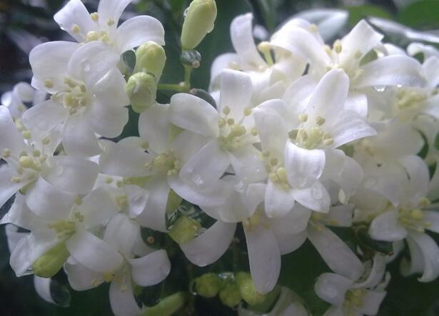 九里香的养殖方法和忌讳,九里香好不好养耐不耐寒呀