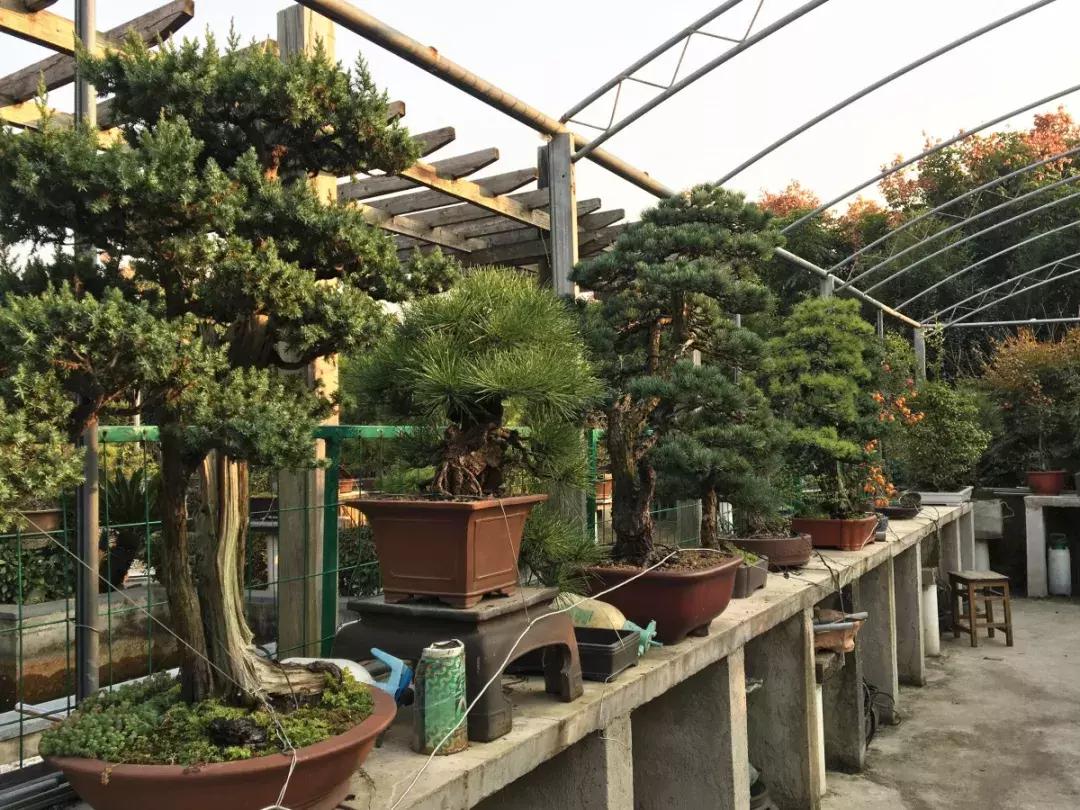 私人田园盆景园设计图,农家盆景园设计图