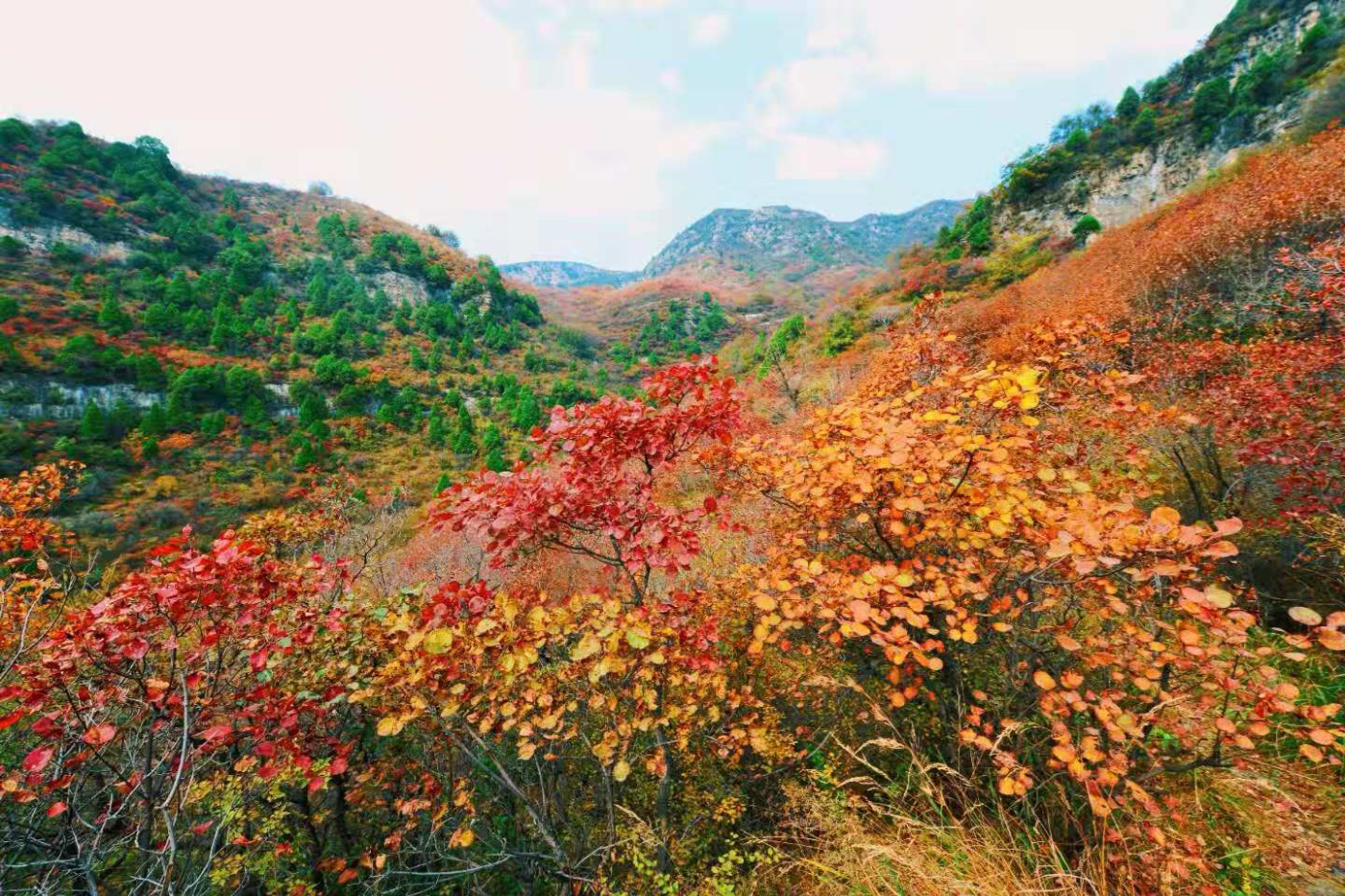 邢台云梦山“红叶节”开启!上万亩黄栌、五角枫勾勒太行山独特美景