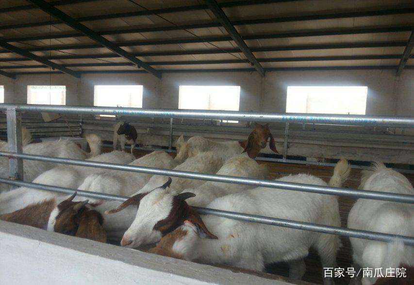 在老挝农村做种植养殖什么最赚钱,养殖小项目农村养殖什么比较靠谱