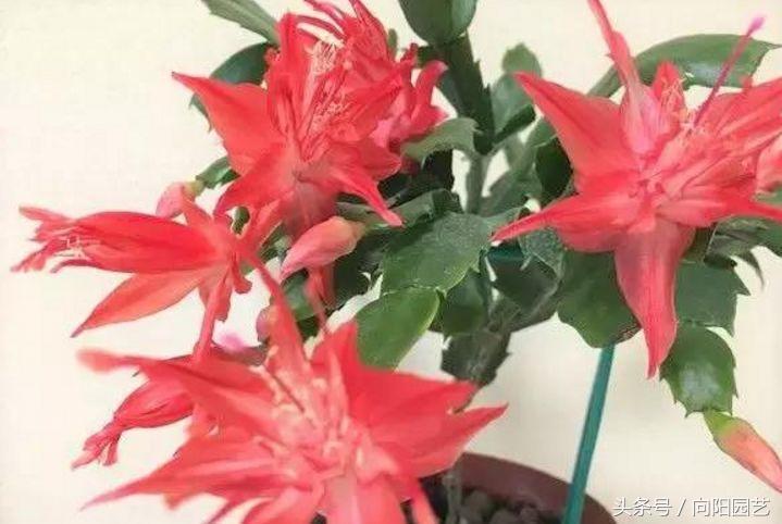 养花不开花能用阿司匹林,花卉黄叶可用阿司匹林吗