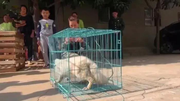 小白狐私闯大院被抓，误当成银狐犬饲养，最后无奈与兵哥哥道别！